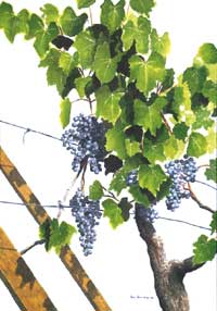 Fruit of the Vine