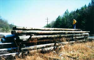 Ken atop the new found logs.
